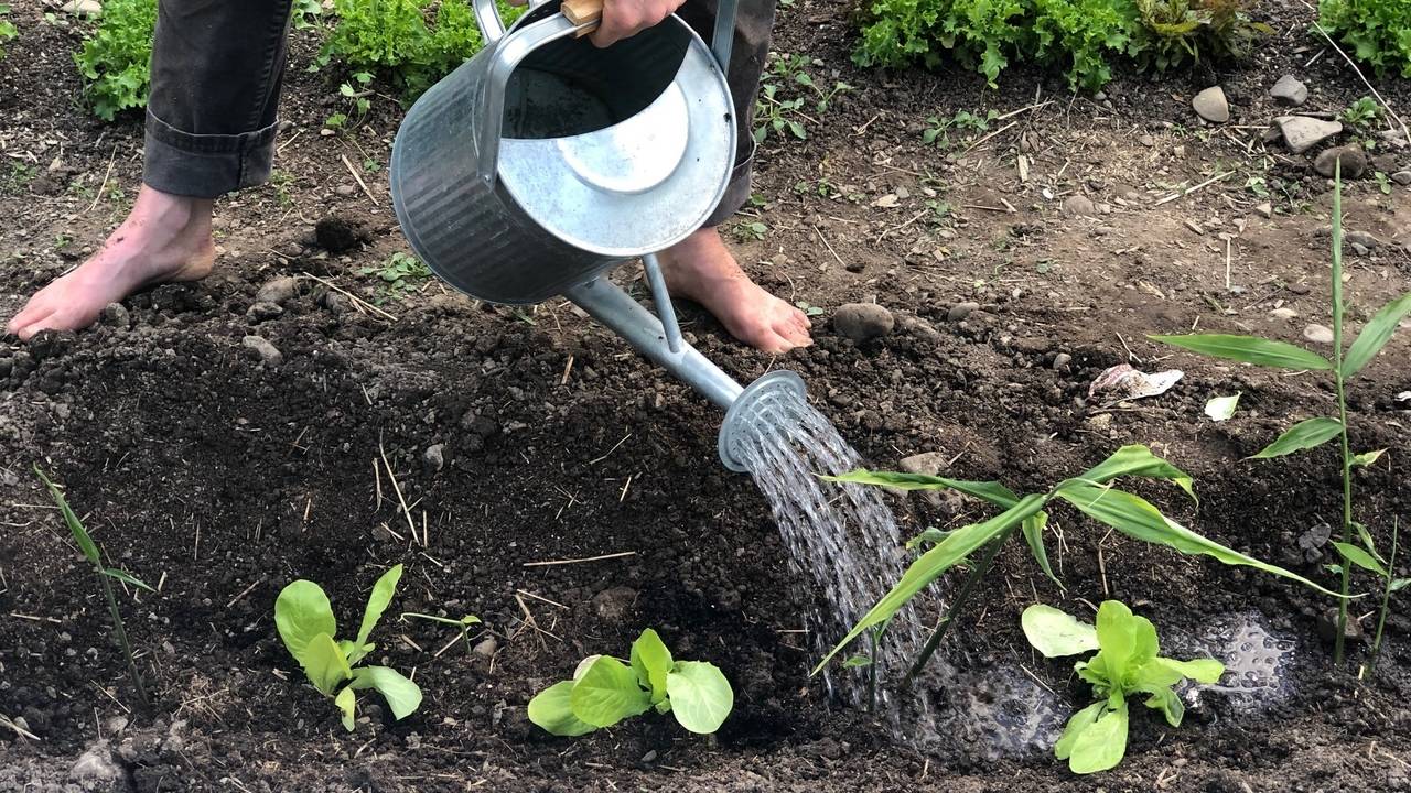 How To Transplant Ginger Fruition Seeds