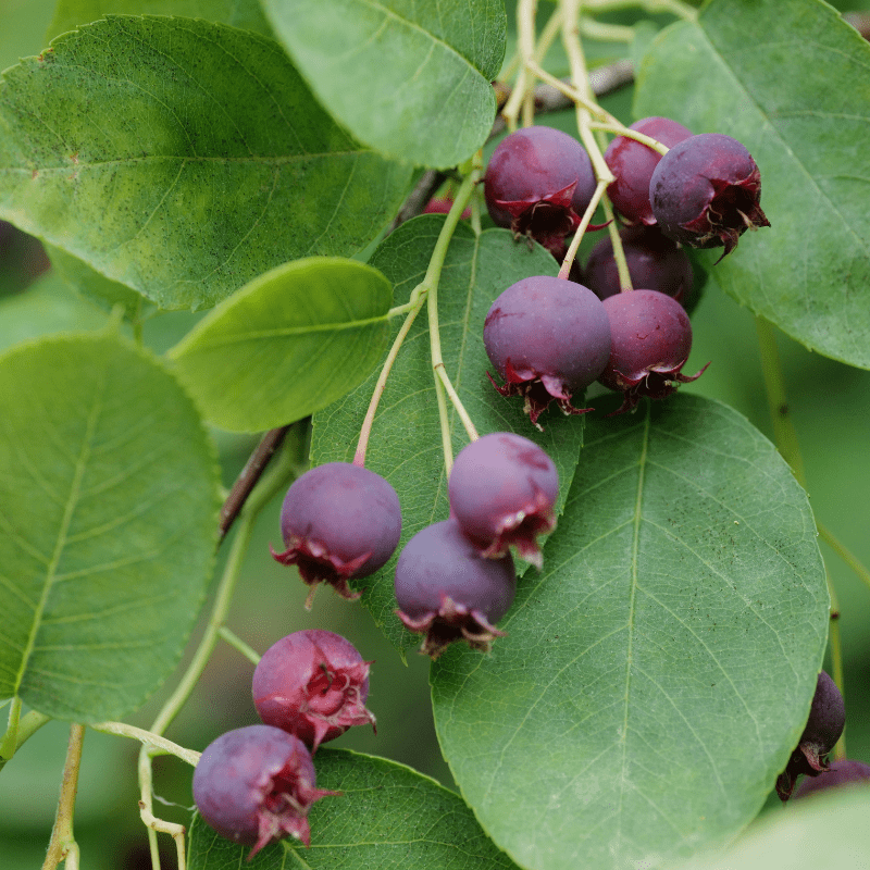 serviceberry