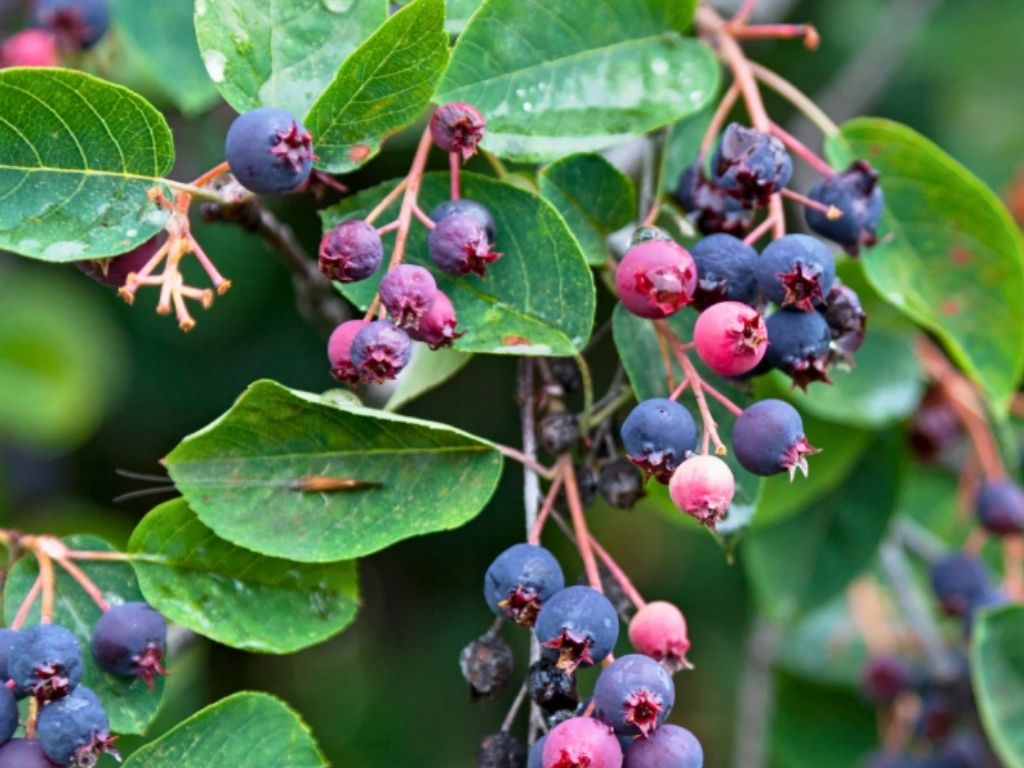 serviceberry