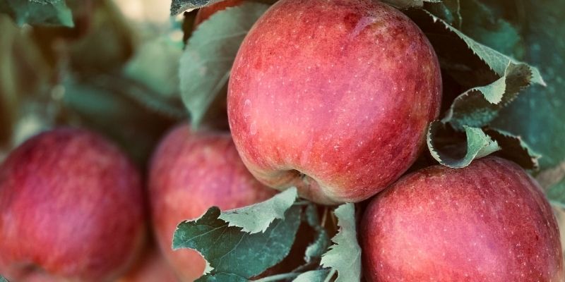 How to Grow Your Organic Apples