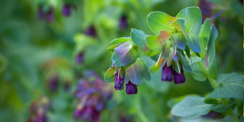 800 x 400 honeywort flower