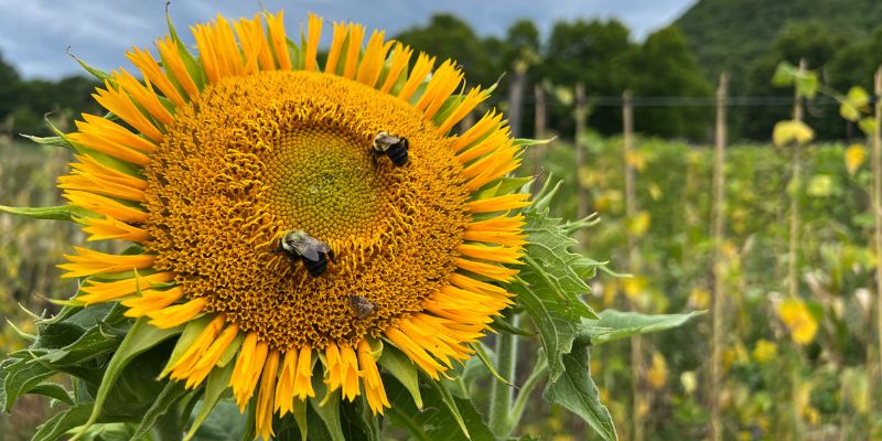 800 x 400 sunflower 1 1