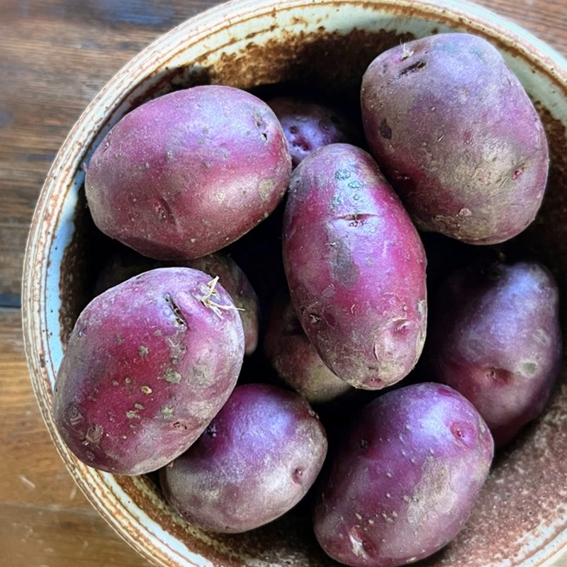 organic-baby-red-potato-fruition-seeds