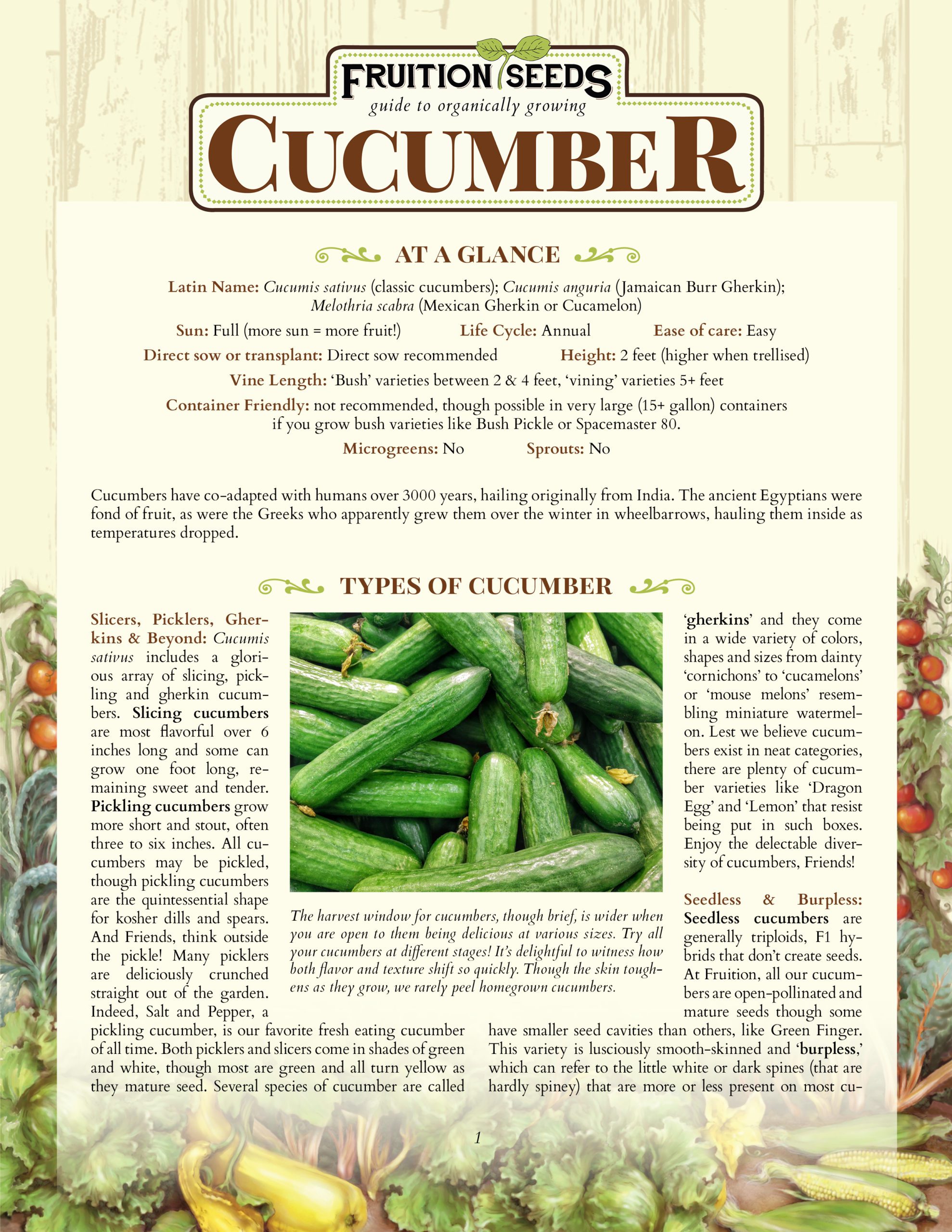 Cucumber Silver Slicer Seed Organic - 50 Seeds