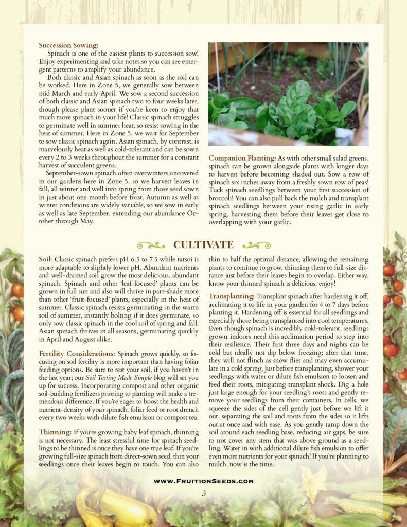 Organic Asian Spinach | Tatsoi - Fruition Seeds