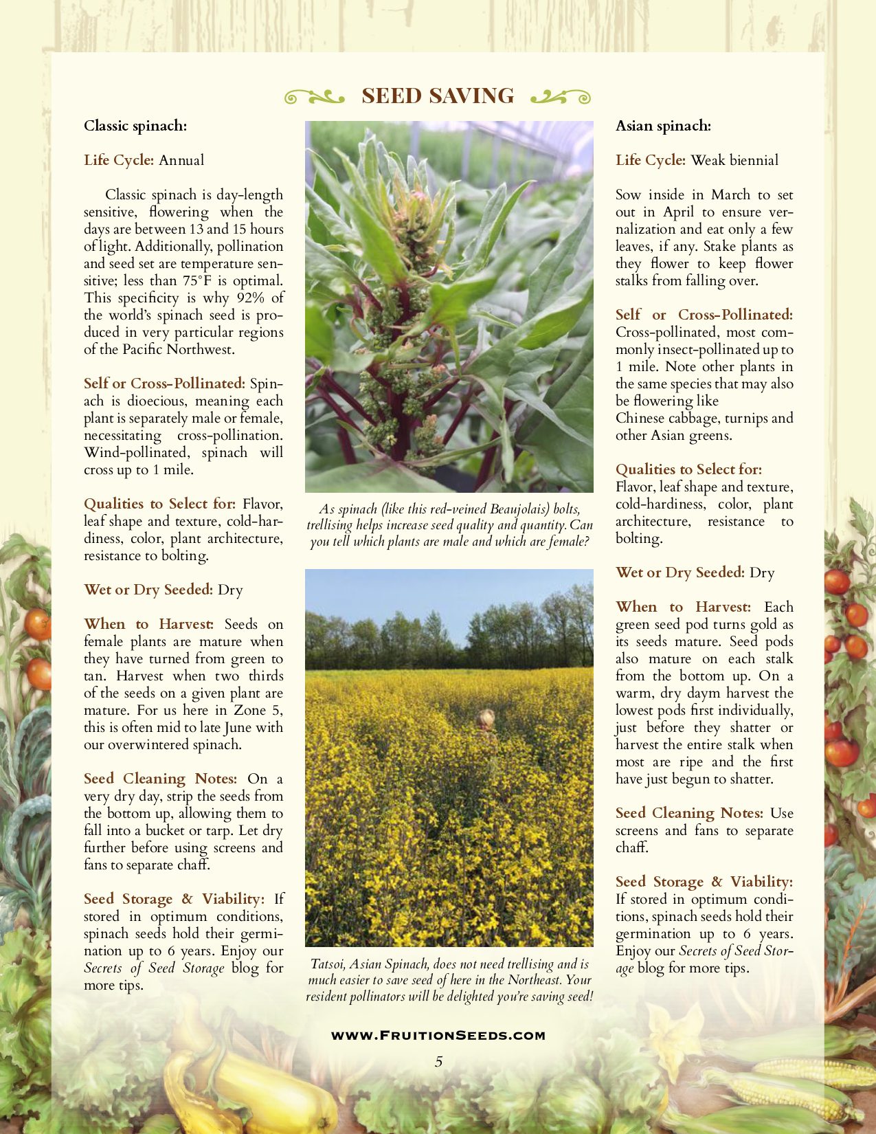 Organic Asian Spinach | Tatsoi - Fruition Seeds