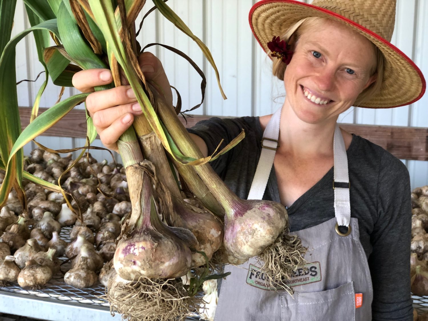 When to Harvest Garlic - Fruition Seeds