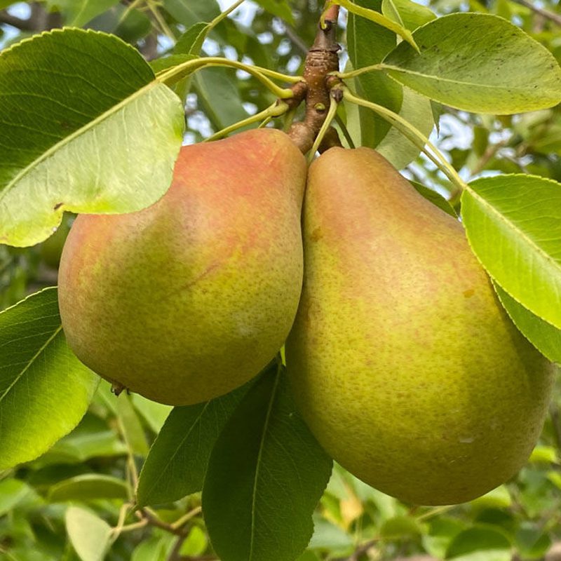 Organic Magness Semi-Dwarf Pear Tree - Fruition Seeds