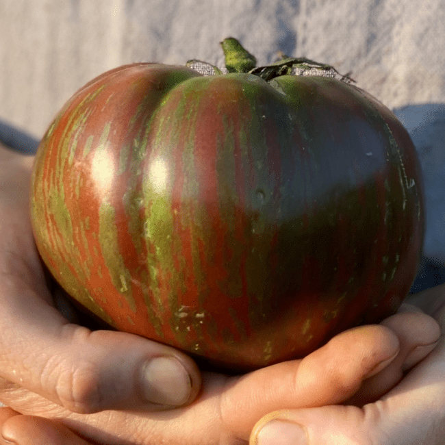 Organic Berkeley Pink Tie-Dye Tomato - Fruition Seeds