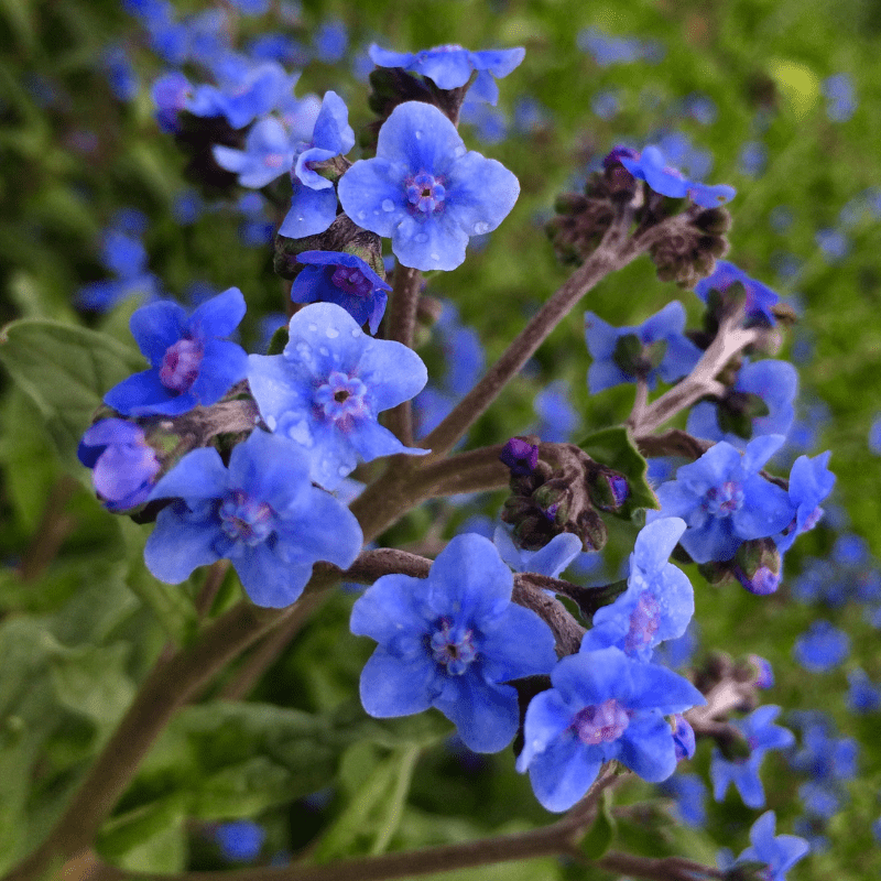 Chinese Forget-Me-Not Seeds For Planting (Cynoglossum amabile) – Seed Needs  LLC