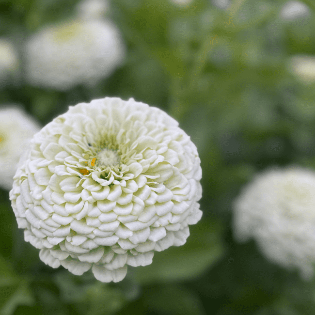 Organic Benary's Giant White Zinnia - Fruition Seeds