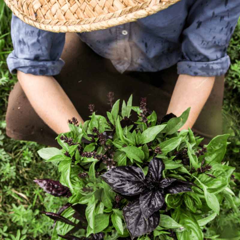 organic-heirloom-basil-1