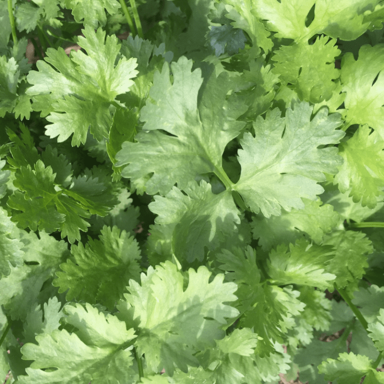 Organic Caribe Cilantro - Fruition Seeds