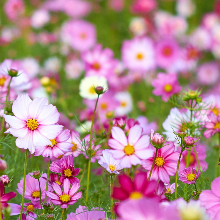 Organic Double Take Cosmos - Fruition Seeds