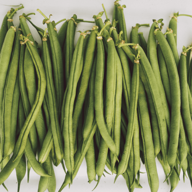 Organic Provider Bush Snap Bean - Fruition Seeds