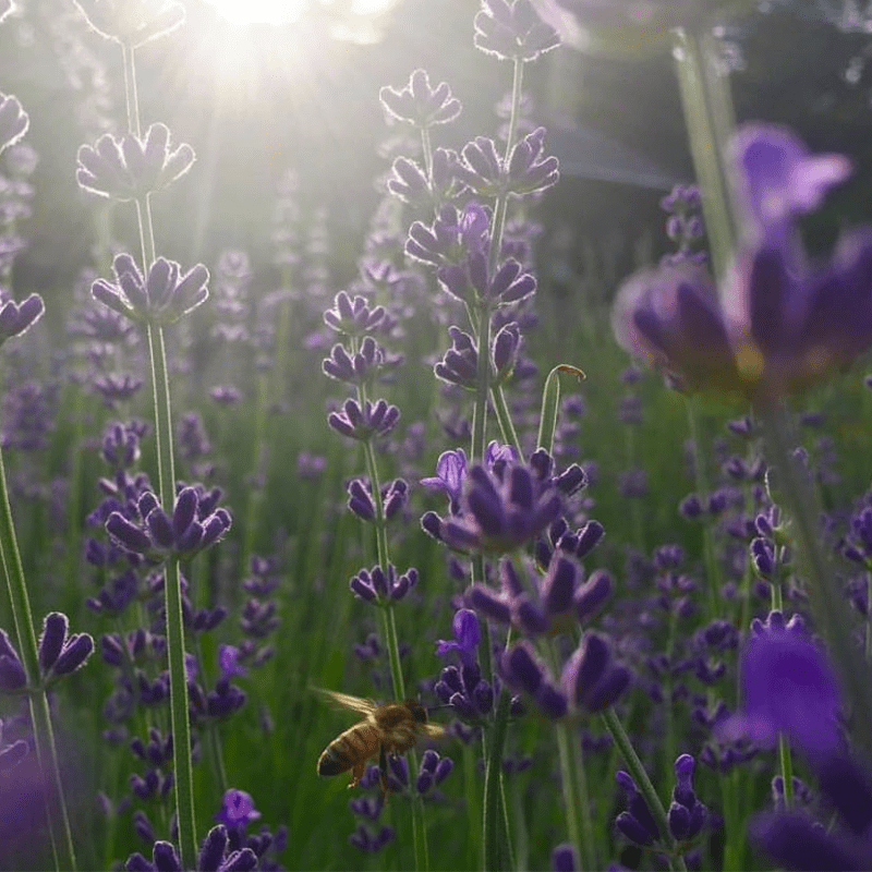 Lavender Perennials at