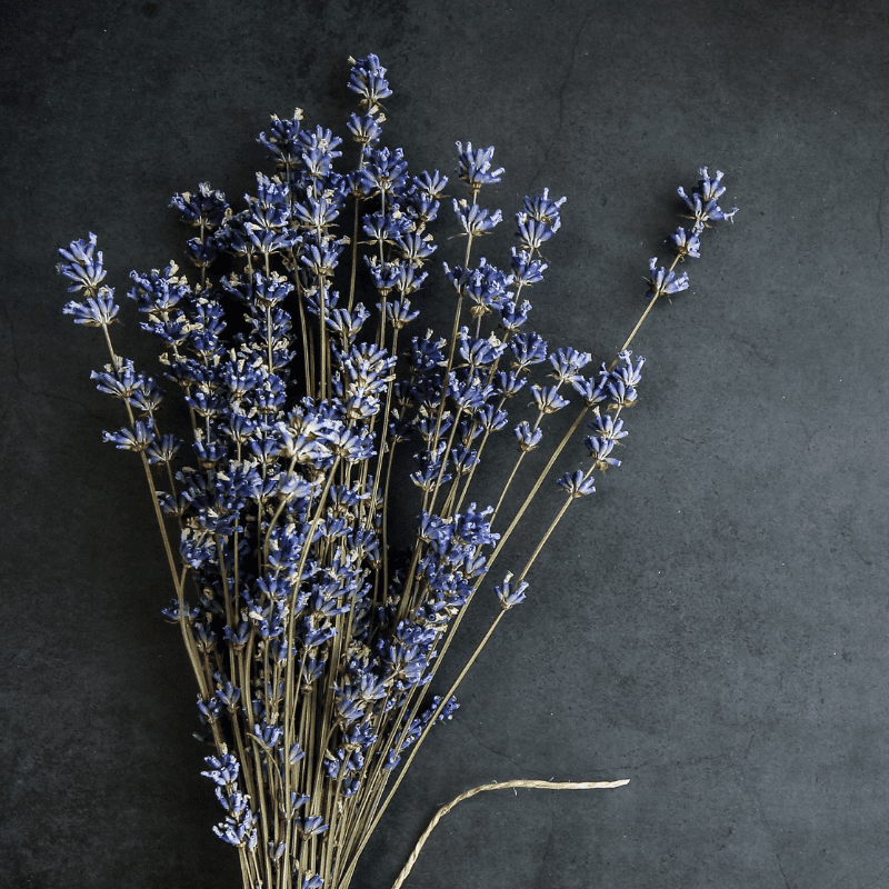 British Natural Dried LAVENDER Bunch DARK BLUE Fragrant English