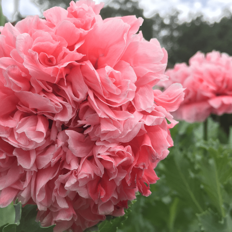 Organic Sallie's Double Pink Poppy - Fruition Seeds