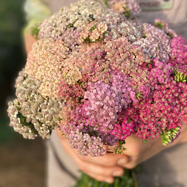 Yarrow Archives Fruition Seeds