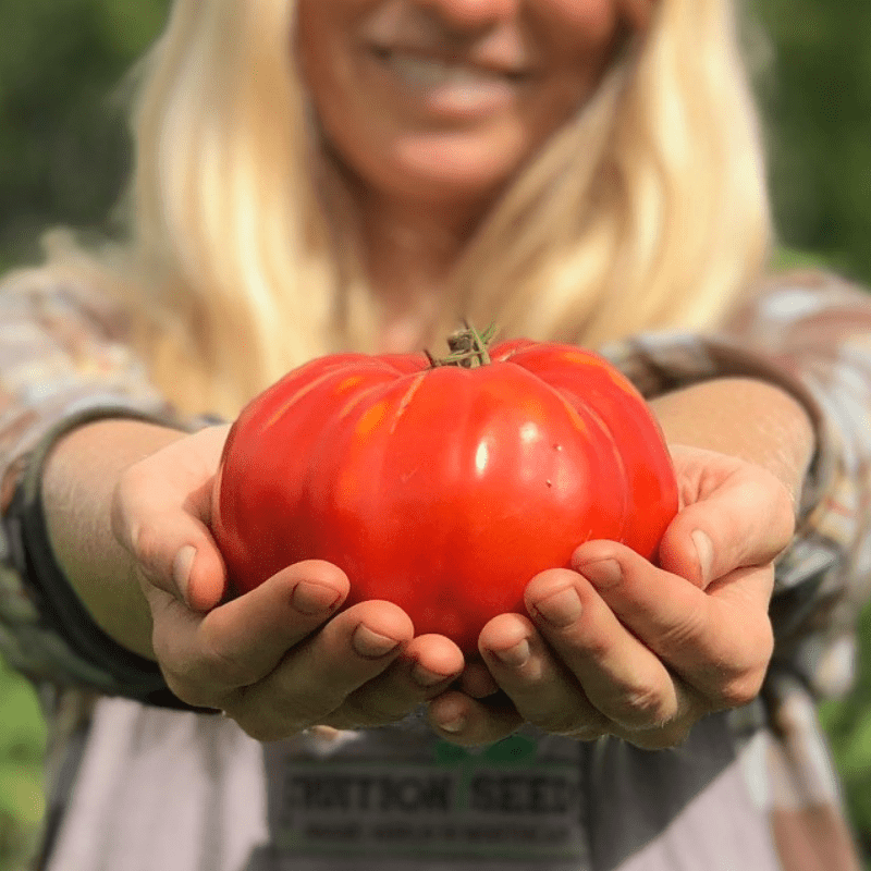 Beefsteak - Organic Heirloom Tomato Seeds