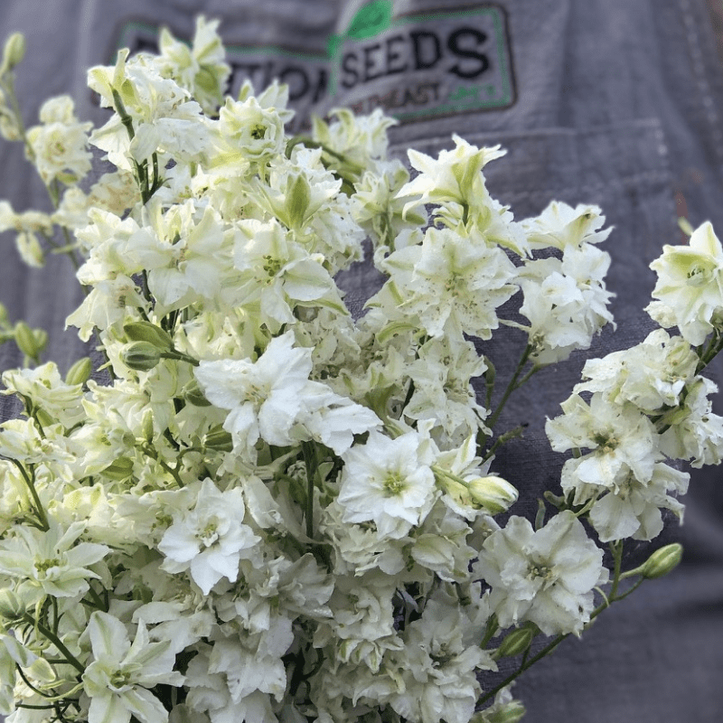 Dried White Larkspur Flowers For Sale - White Dried delphinium