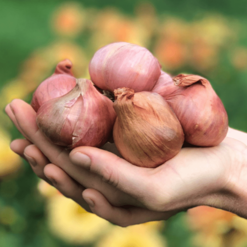 Dutch Red Shallot Garlic  Filaree Organic Seed Farm