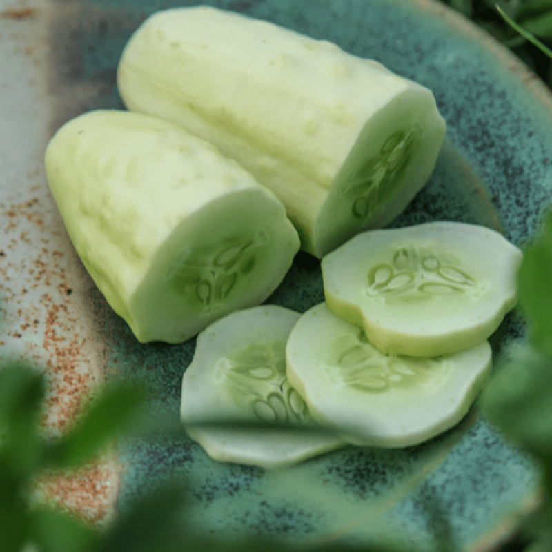 Silver Slicer Cucumber – Cucumber Shop
