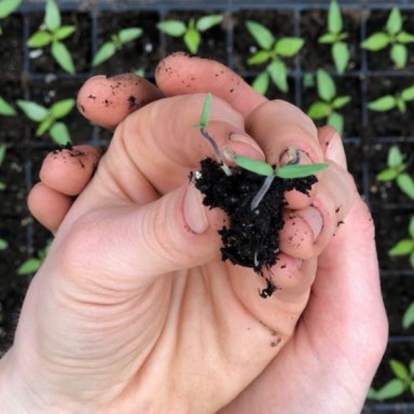 Mini Soil Blocker - Fruition Seeds