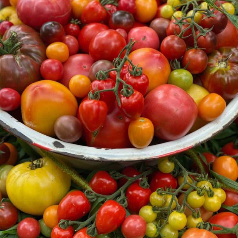 Organic Tomato in bowl 800x800 1