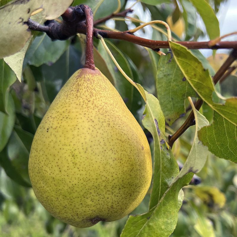 Organic Shenandoah Semi-Dwarf Pear Tree - Fruition Seeds