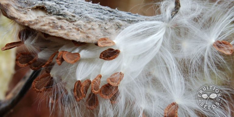 How To Harvest Milkweed Seeds - Fruition Seeds