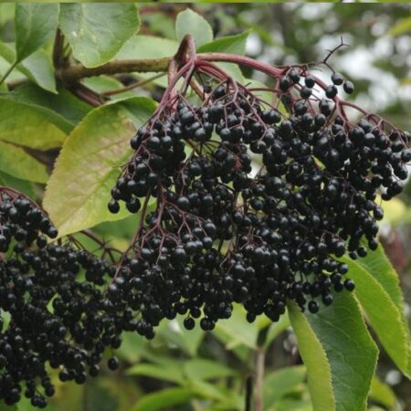 Elderberry Archives - Fruition Seeds