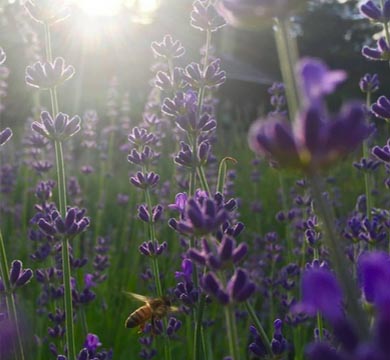 flowers feature