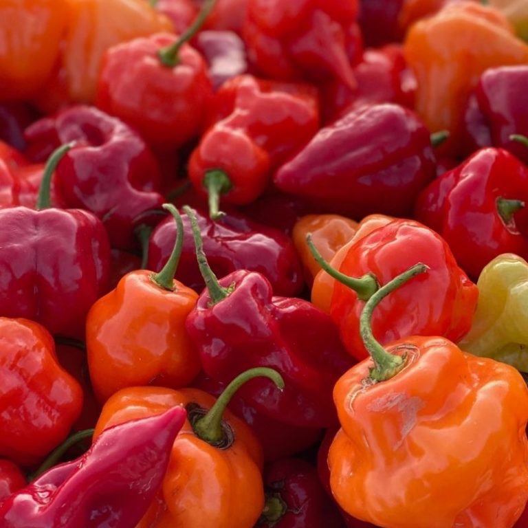 Organic Pepper Seeds - Fruition Seeds