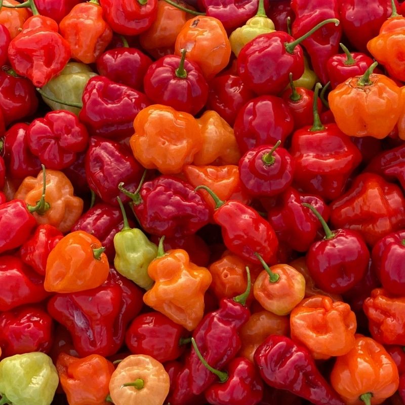 Habanero Red Pepper - Extremely Hot - 20 Seeds