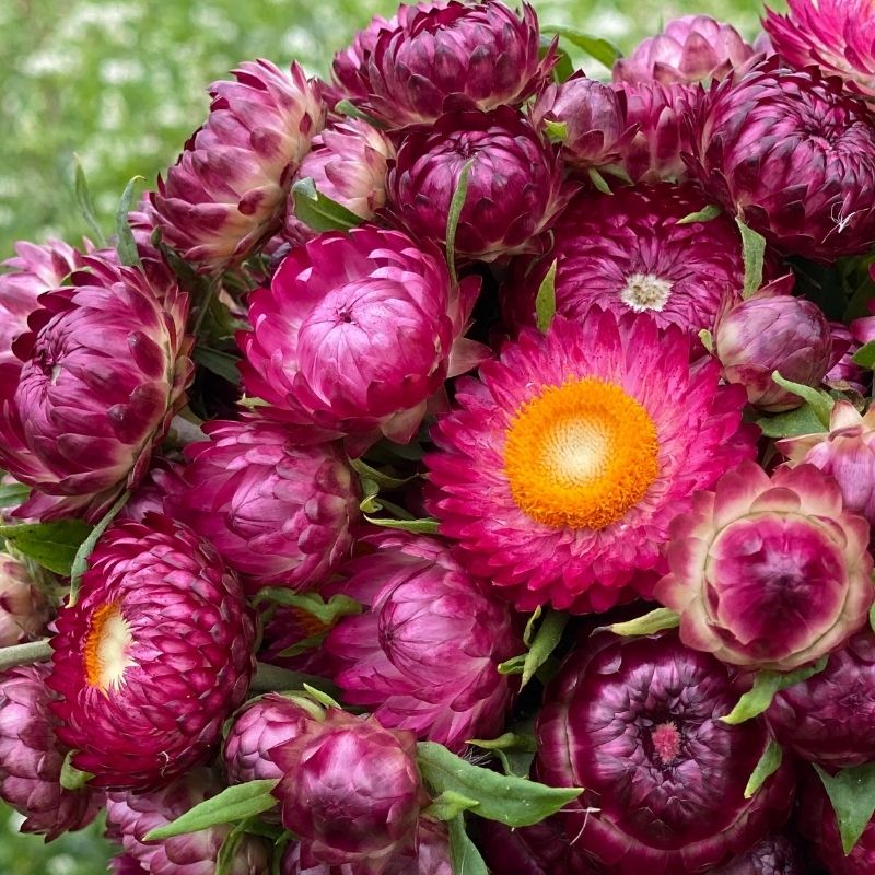 Organic Bright Rose Strawflower - Fruition Seeds