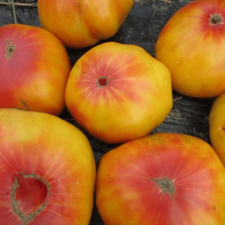 Organic Gold Medal Tomato - Fruition Seeds