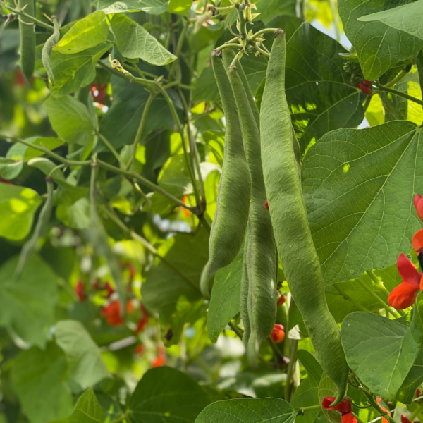 Organic Scarlet Emperor Runner Pole Bean Fruition Seeds