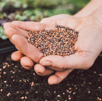 seeds in hand square