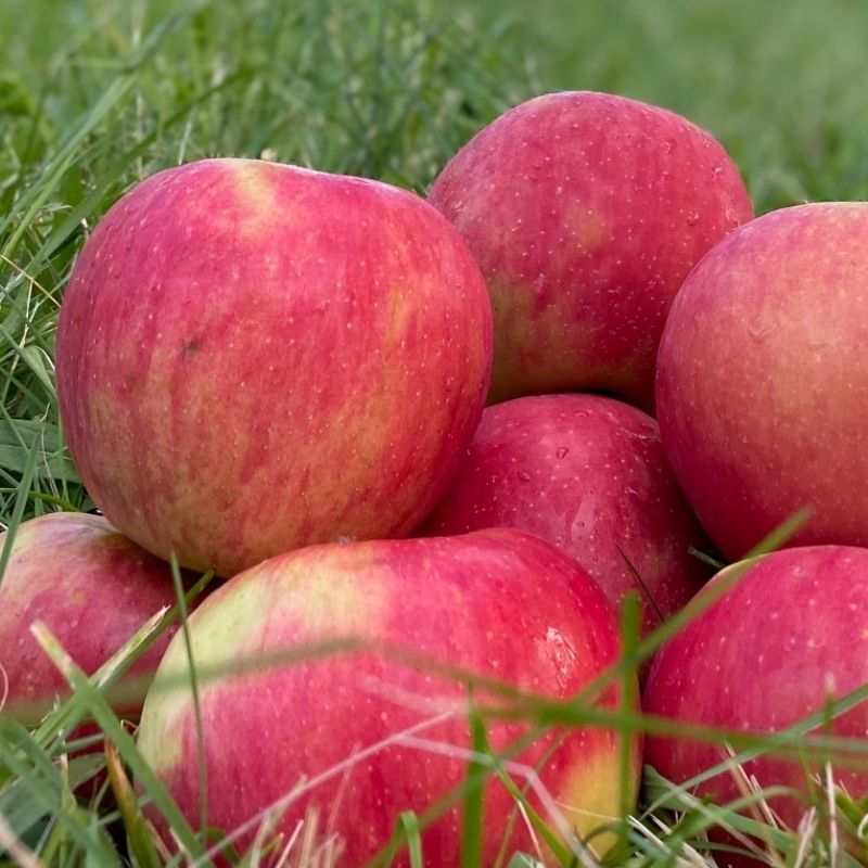 Honey Crisp Apple Tree (Semi-dwarf) - Grow Organic