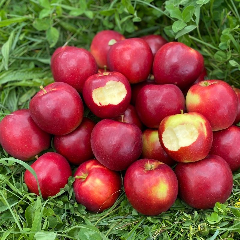 Fresh Organic Red Delicious Apples