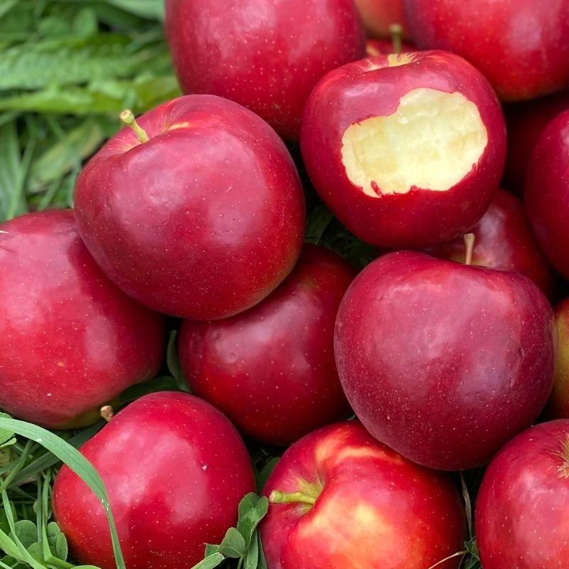 Organic Cripps Pink Apples