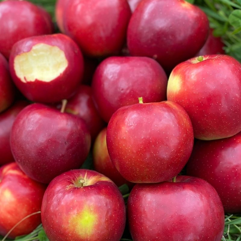 https://www.fruitionseeds.com/wp-content/uploads/social-apple-crimson-crisp-4.jpg