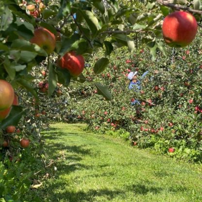 5 Keys to Establishing an Organic Apple Orchard & 5 Common Mistakes to ...