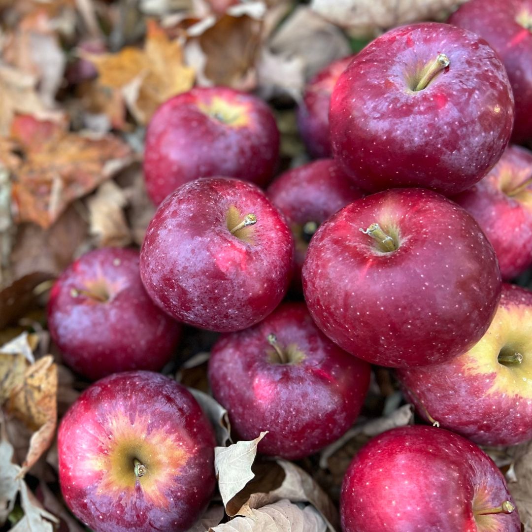 Organic Querina™ Semi-Dwarf Apple Tree - Fruition Seeds