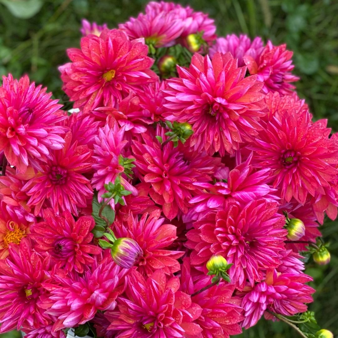 Organic Marilyn Dahlia - Fruition Seeds