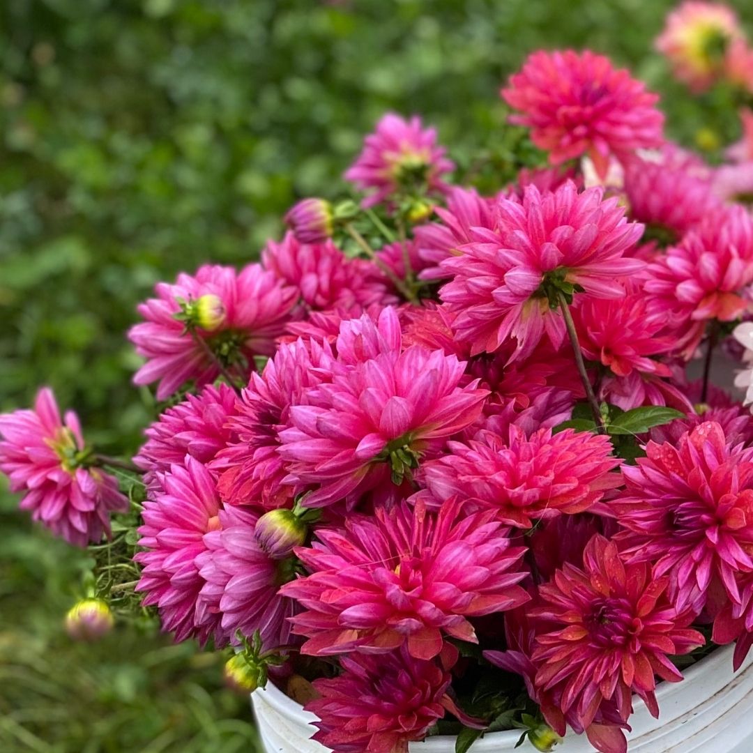 Organic Marilyn Dahlia - Fruition Seeds