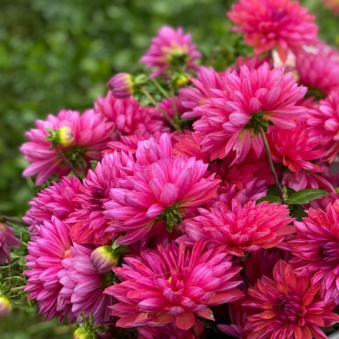 Organic Marilyn Dahlia - Fruition Seeds