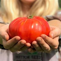 Tomato (Slicer): Open Minded (25 seeds)